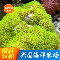 Зеленая трава кожа коралловая вьетнамская фиолетовая трава кожаные звездные цветы, флуоресценция зеленой травы, флуоресцентная синтетическая коралла SFB