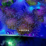 Искусственная зеленая кожа для бороды, длинная кожа для бороды, коралловая кожа, две зеленые гирлянды, кожа зеленой кожи для бороды, три зеленых кожи для новичков