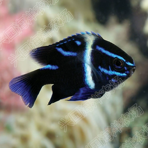 Голубая бархат, бархат, золотисто -бархатный золотой, морская рыба живой кузов клоун рыба, птица, вырезанная голубая рыба через аквариуму