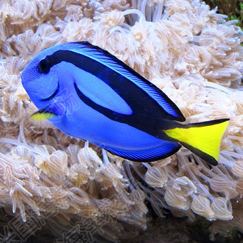 Blue Hang Dolly Sea Waterfish Live Condor Food Food Counts Express Shipping Clown Fish Friend Nimo's Friends