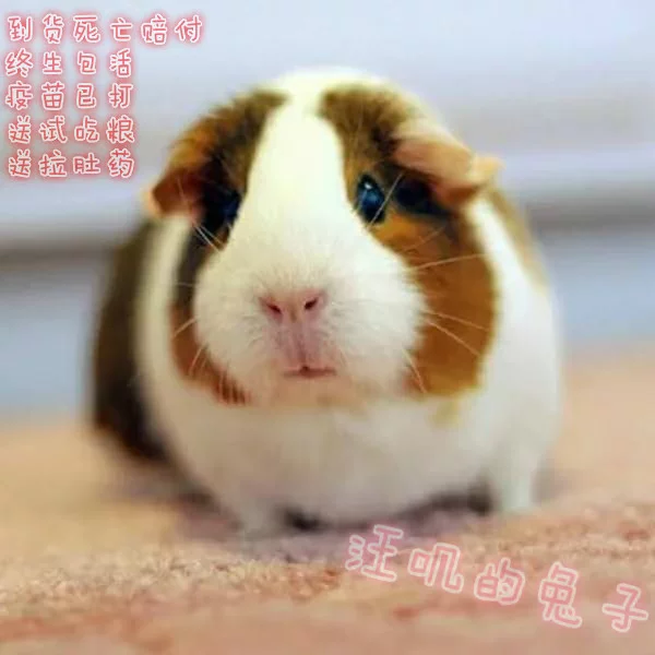 Волк-ий свиной живой малыш из Нидерландов, Dutch Dolustri, Dolka Rats, Dutch Rats, Dutch Rat Live, питание семьи Patron