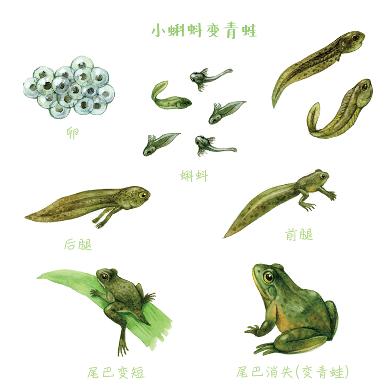 高瓴三度押注核桃编程被传赴美上市