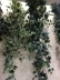 Mimosa mô phỏng hoa ivy mô phỏng treo tường khoai lang lá mô phỏng treo tường cây nho bán buôn - Hoa nhân tạo / Cây / Trái cây
