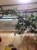 Mimosa mô phỏng hoa ivy mô phỏng treo tường khoai lang lá mô phỏng treo tường cây nho bán buôn - Hoa nhân tạo / Cây / Trái cây
