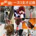 RedDog Red Dog Kem Dinh Dưỡng Dog Cat với Teddy Puppy Cát Mèo Tha Mồi Vàng Chăm Sóc Sức Khỏe Xương Canxi sữa cho chó con rẻ Cat / Dog Health bổ sung