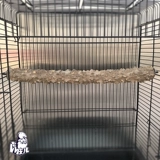 Чистый натуральный дикий перец деревянные братья, старший брат, попугай для бровей, птица стоит, стоит на шесте палочке, палочка, палочка с барной палочкой