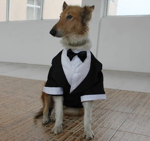 Одежда для домашних животных большие собачьи одежда Большое платье для собак.