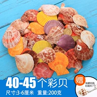 【Бессветный】 40-45 Shri Bedry