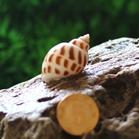 Dongfeng Snail [2-3 см]