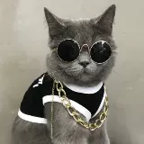 Холод - котенок котенка, кошка, собака, собака, шея, шея, ювелирные изделия, борьба с большим золотым воротником