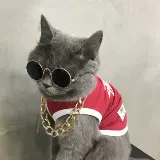 Холод - котенок котенка, кошка, собака, собака, шея, шея, ювелирные изделия, борьба с большим золотым воротником