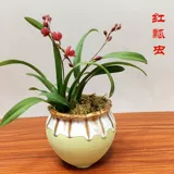 Wenxinlan красная божья божьи божьи коровки Yanglan.
