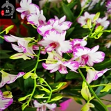 Four Seasons Long Flower [Япония Pour Dendrobium dendrobium] импортная дендробиум орхидея 3.5 -дюймовый цветочный меч