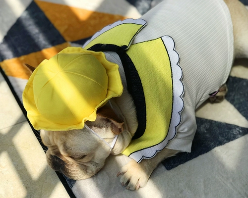 Собака с питомцами маленькая желтая шляпа милая японская детская школа школьная шапка борьба Шиба Ину Сурунорбаги Тедди