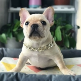 Установка домашних животных B Артефакт собака золотой цепь Fa doubitki corgi Большой, средний подвеска для собак с собачьими украшениями