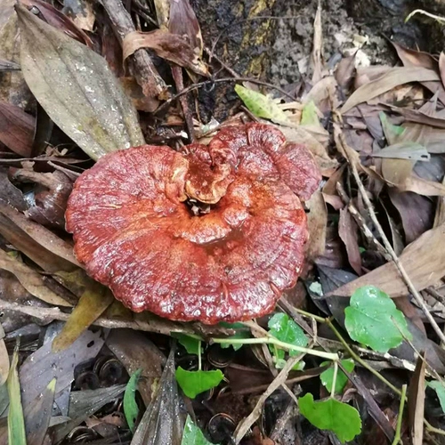 Guizhou Wild Chi Ganoderma Pure Natural Natural Franches of Blood Ganoderma lucidum 250g Подлинное красное ганодерма высушенное вино