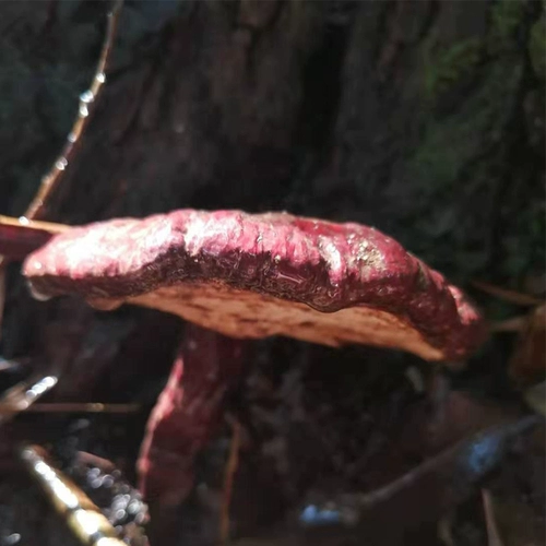 Guizhou Wild Chi Ganoderma Pure Natural Natural Franches of Blood Ganoderma lucidum 250g Подлинное красное ганодерма высушенное вино