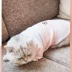 Quần áo mèo cưng quần áo mùa xuân và mùa hè vui nhộn dễ thương net đỏ quần áo mèo mèo chống lông phần mỏng quần áo - Quần áo & phụ kiện thú cưng