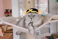 Свинья баджи шляпа xs (подходит для котят)