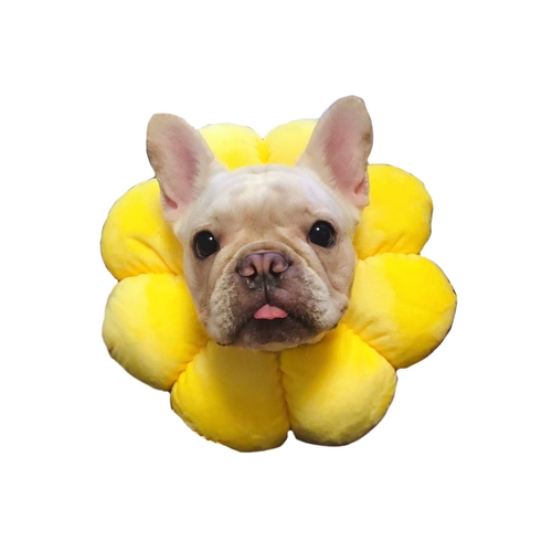 Забавный пончик на солнечной энергии, шлем, домашний питомец, кошки и собаки, подсолнух, кот