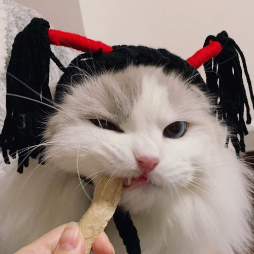 Забавный пончик на солнечной энергии, шлем, домашний питомец, кошки и собаки, подсолнух, кот