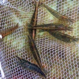 Черно -шиллинговые креветки живой травяной креветки Живой просмотр тела Инструмента