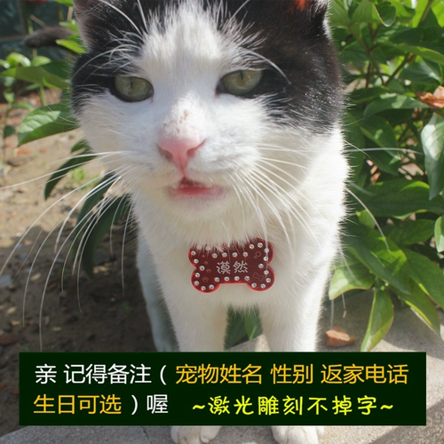 Идентификация карты домашних собак бренд индивидуальная надпись плюшевая медведь золотые волосы