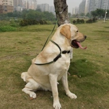 Экспорт в Германию, удлинение и утолщение 2,5 метра собачьего многофункционального тяги