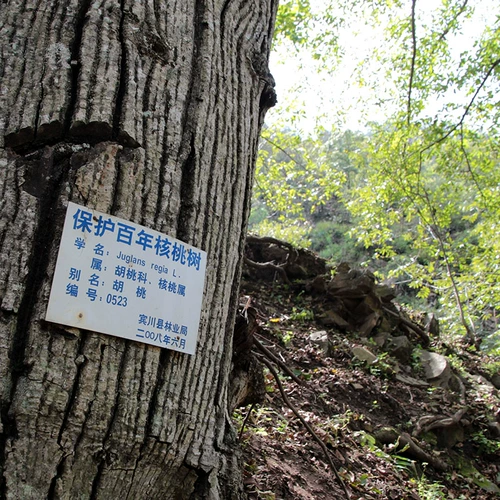 Специальные орехи Yunnan Дикий ореховый орех кожаный ореховый орех 2 коттон из тонкого кожаного ореха Большой орех Большой грецкий орех