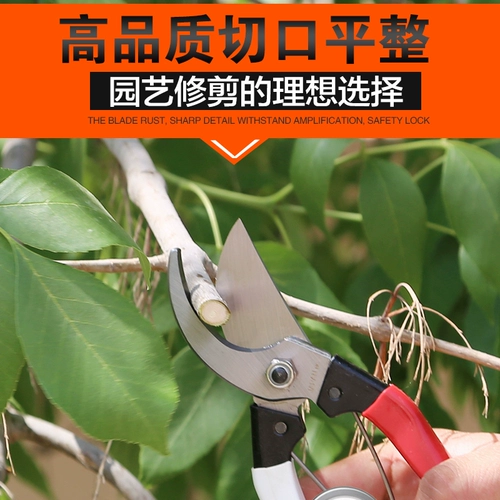 Dezhi помогает садовому инструментам высококачественные садовые ножницы, ножницы, ножницы, филиалы, фруктовые деревья, ножницы для сада, бесплатная доставка