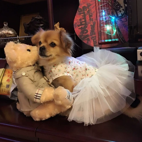 Бесплатная доставка одежды для домашних животных тонкая плюша