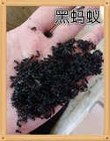 Yunnan Black Ant Publly Winter Bone Ant New Good