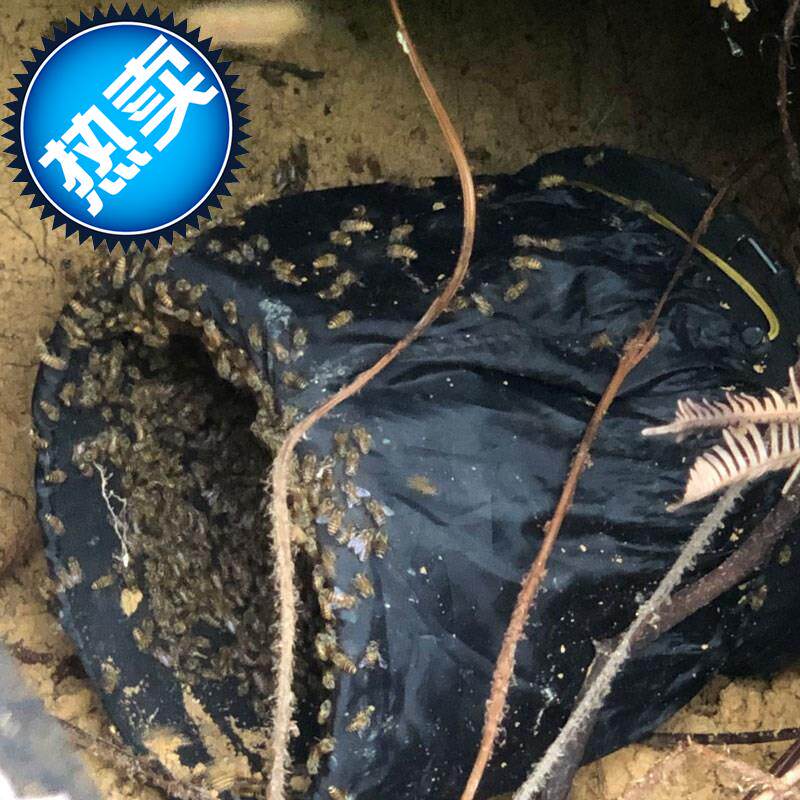捉蜂笼6马蜂收蜂笼收蜂袋装蜜蜂收蜂袋蜜蜂收蜂笼引诱养蜂工具可