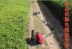 Ba lô quay xới xăng máy xới đa năng máy cắt cỏ weeder micro xới máy móc nông nghiệp vườn cây ăn quả micro xới lưỡi cắt cỏ tròn Máy cắt cỏ