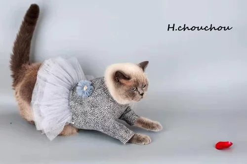 Уродливая H.Chouchou2019 Leopard Land Flower Dress Dog Dog Dog Princess Юбка 1943/5 Консультация еще более удивительно