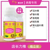 Кангуанский оазис посадка бактериального бактериального грибкового вируса вирус желтые листовые заболевания Большой и мелкие насекомые плесень кремовой кремовой плесени и другие 50 г