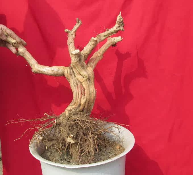 金银花盆景 金银花树桩价格 金银花盆景的栽培种植技术