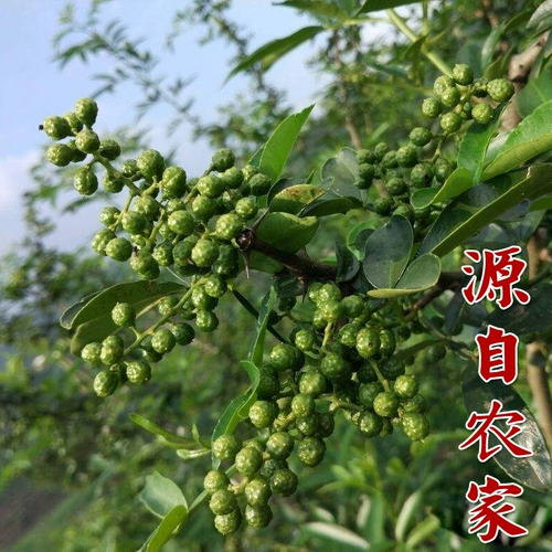 Сычуаньский зеленый перец