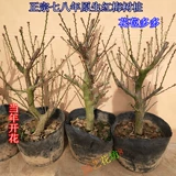 Рассаженность из шливы красная сливовая маринованная слива Pakes Pakes