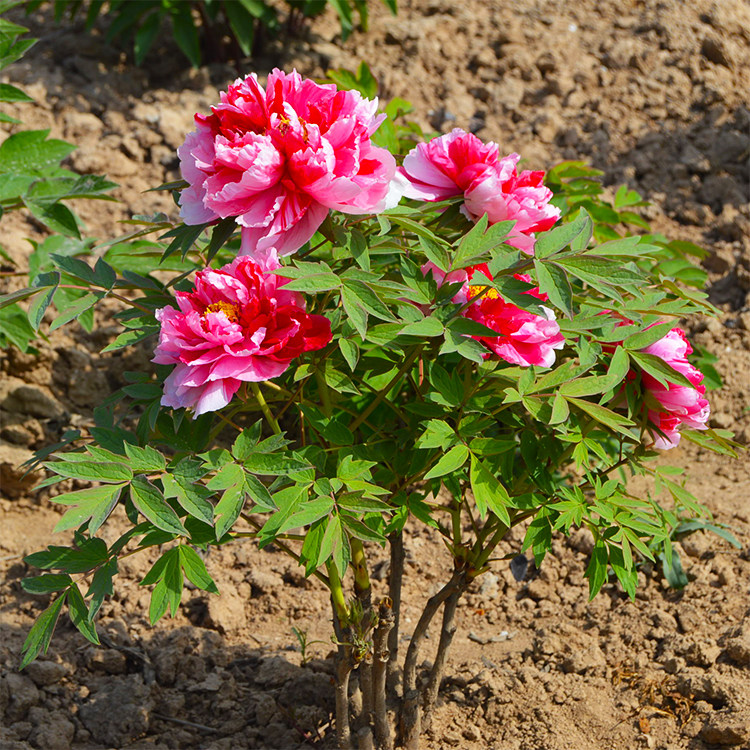 牡丹花苗大苗洛阳正宗盆栽植物室内好养四季