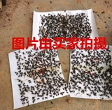 Dahao Mid -Number 2 Сильные лидеры липких мух и мух, липкие мухи, клей, чтобы уничтожить лекарство от мух (110 фотографий)