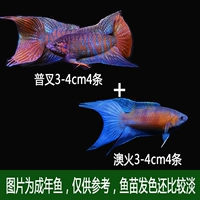 4 Австралийский огонь 3-5 см+4 Потровок Форк 3-5 см [начинающие свитки]