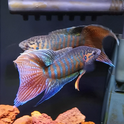 斗鱼 Холодная вода пресноводная вода в Кита