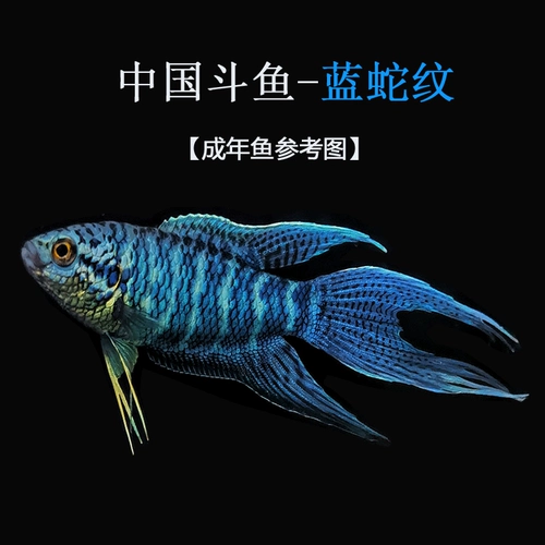 Китайская кулинарная рыба, живая рыб