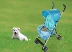 Bốn bánh vật nuôi xe dog stroller pet xe đẩy em mèo dog thế giới nhu yếu phẩm hàng ngày có thể gập lại xe đẩy em dog giỏ hàng