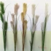Hoa khô mô phỏng con chó đuôi cỏ giả hoa nhánh sàn hoa màu xanh lá cây trang trí cửa sổ mô phỏng cây hoa - Hoa nhân tạo / Cây / Trái cây