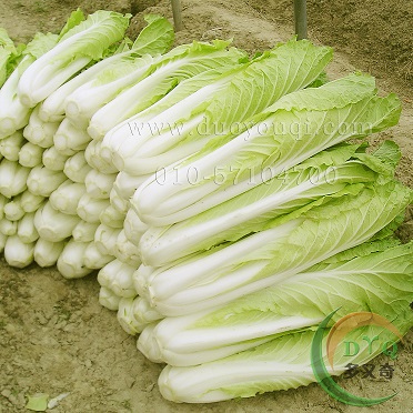 黄金快菜种子/黄色小白菜种子 特色蔬菜种子 阳台盆栽种菜 20g