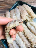Венчжоу креветки без мяса без мяса пипа
