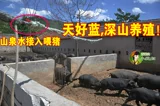 Колбаса Laiwu Shandong Black Swork Pig Dry Self -Maded Eaterety Eater, Южная кишка и миска глюты, 250G