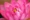 Mô phỏng hoa sen giả hoa sen nước cảnh quan lily nước watercape nổi hoa trang trí cho sân khấu Phật đạo diễn - Hoa nhân tạo / Cây / Trái cây